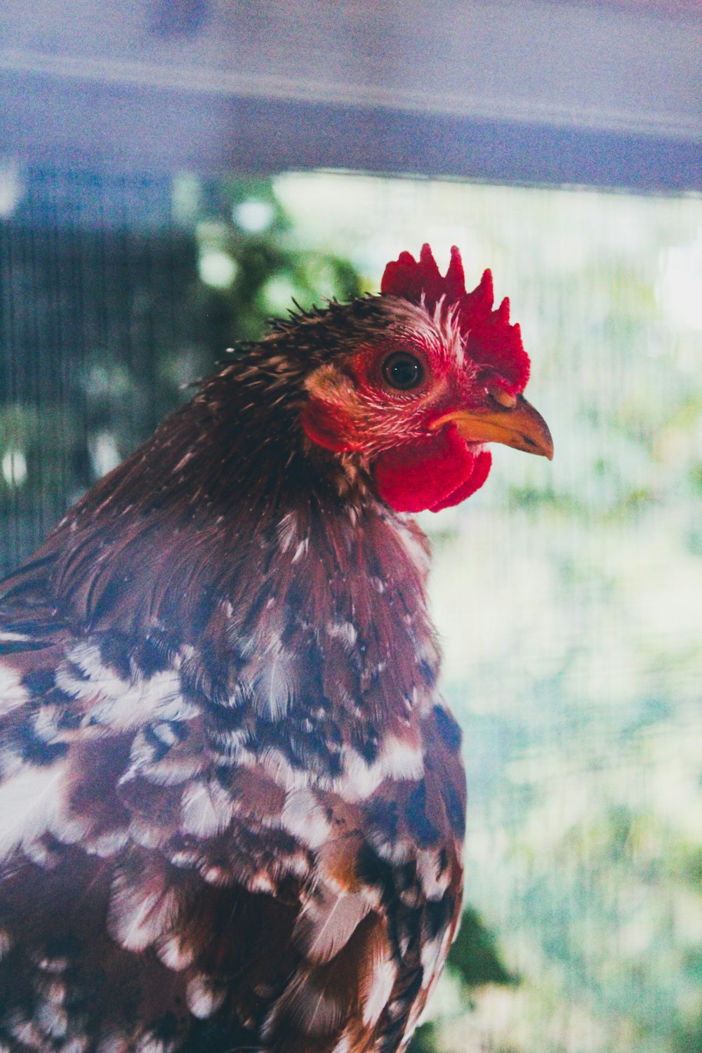 Pollo marrón en fotografía de primer plano