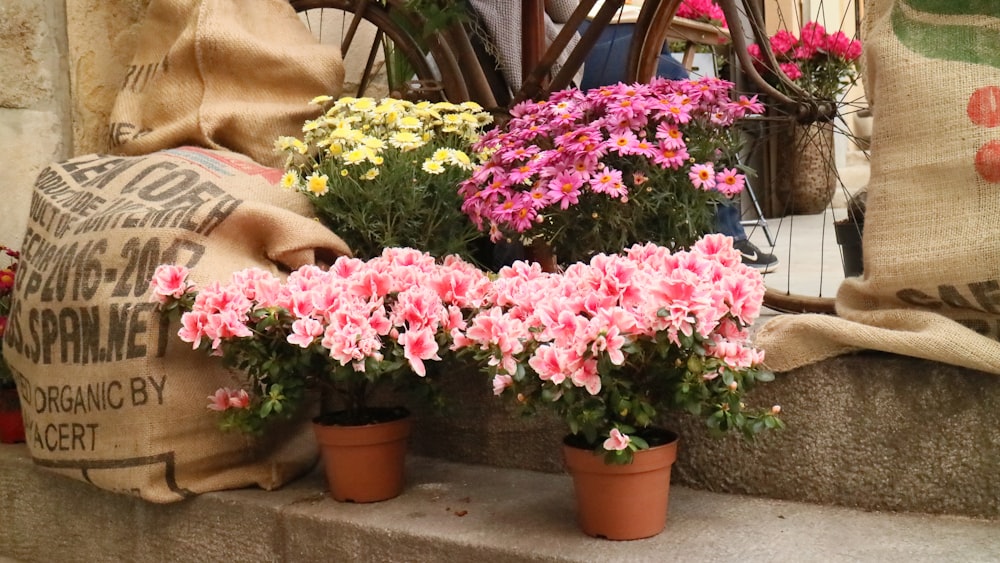 pink and yellow flowers in brown pots beside sack