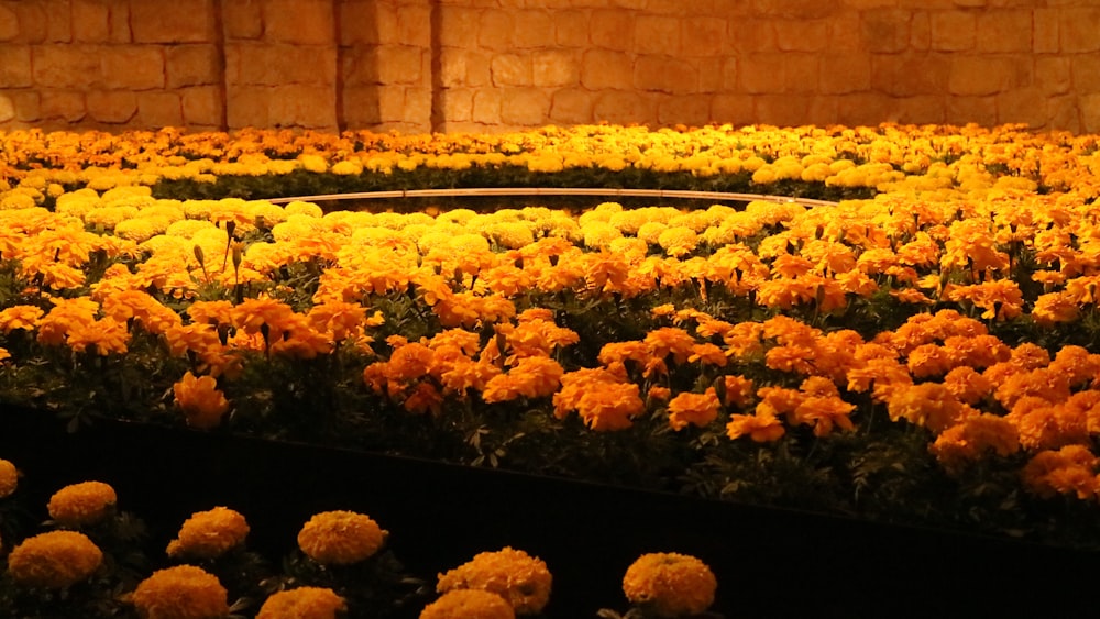 yellow carnations