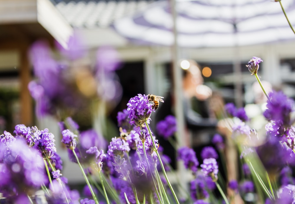 selective focus photography of purple petaled flowers during daytime