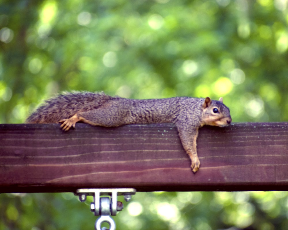 Foto mit flachem Fokus von braunem Eichhörnchen