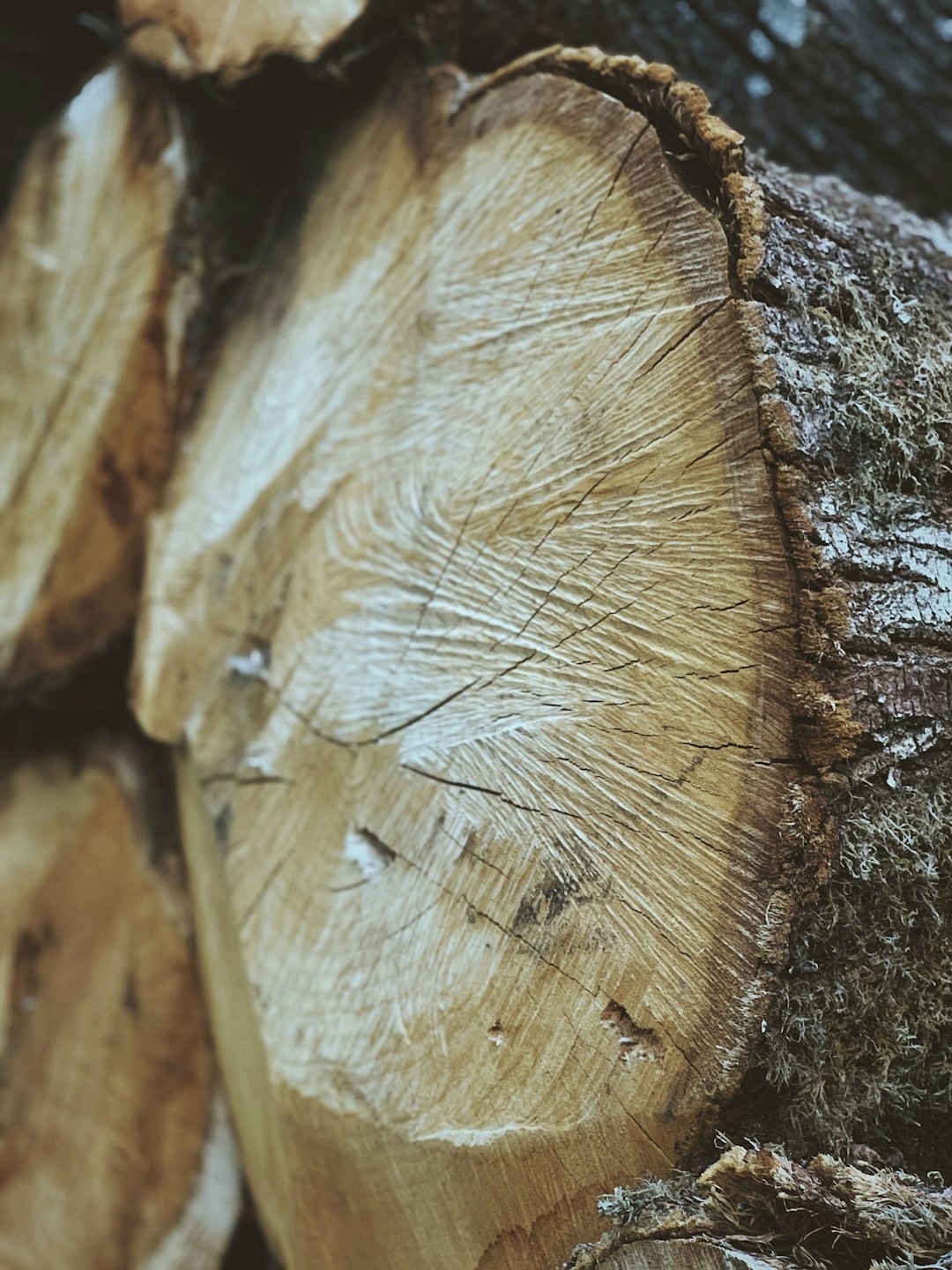 close-up photo of cut tree log