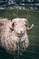 A curly-haired sheep with prominent horns is standing behind a wire fence. The animal is wearing a collar with a device attached to it. The background is a blurred grassy landscape.