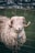 A curly-haired sheep with prominent horns is standing behind a wire fence. The animal is wearing a collar with a device attached to it. The background is a blurred grassy landscape.