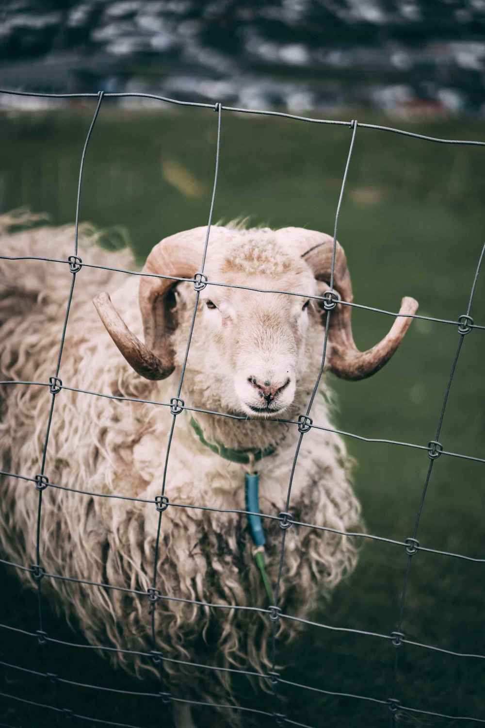 tied sheep on fence