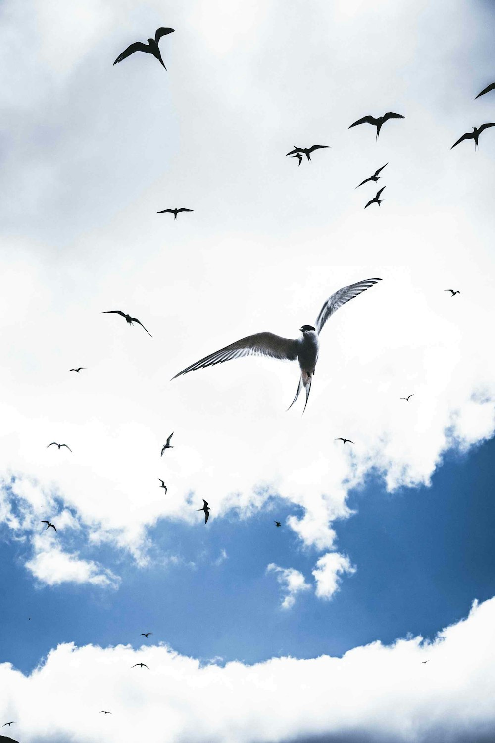 bandada de pájaros volando