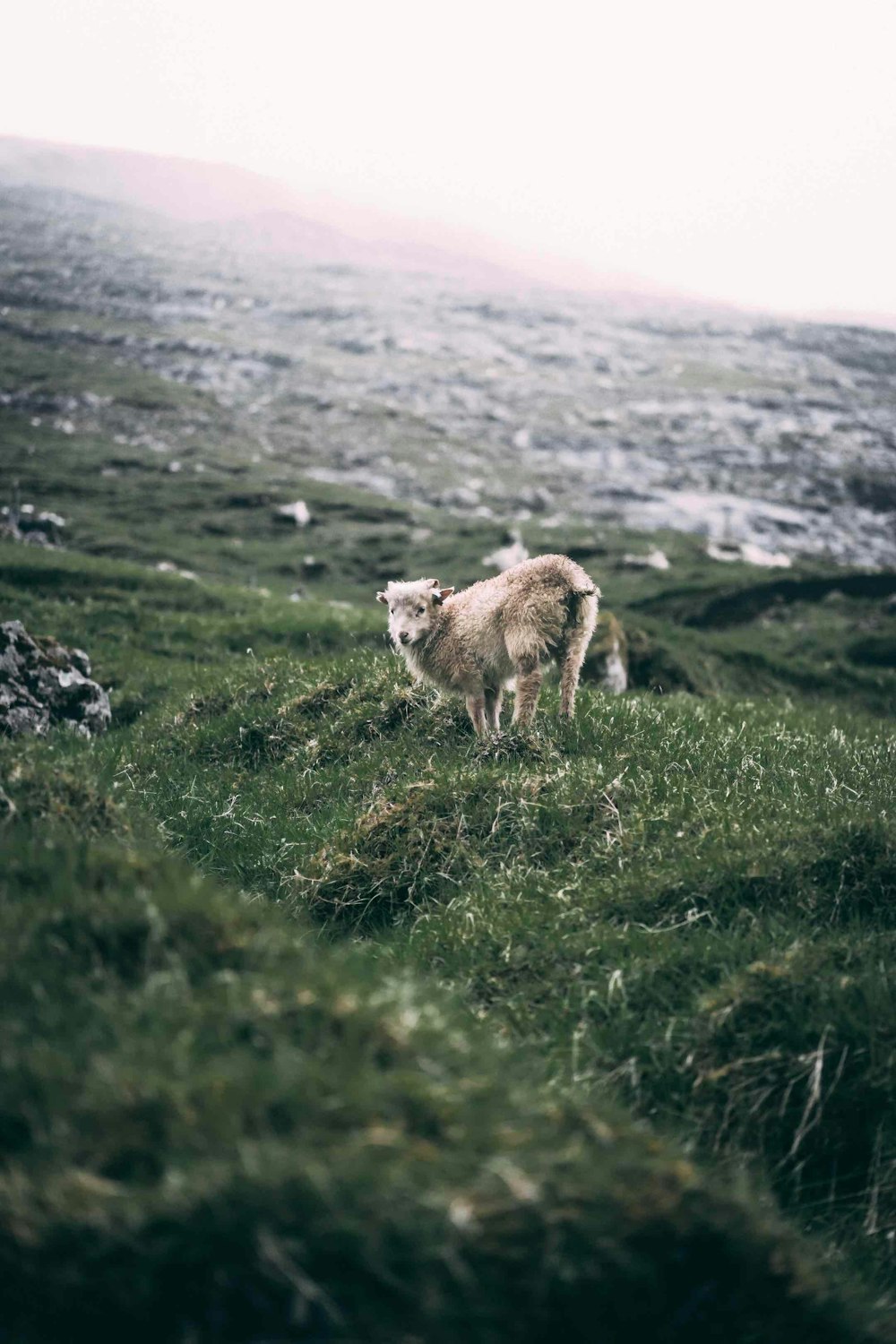 a sheep standing on top of a lush green hillside