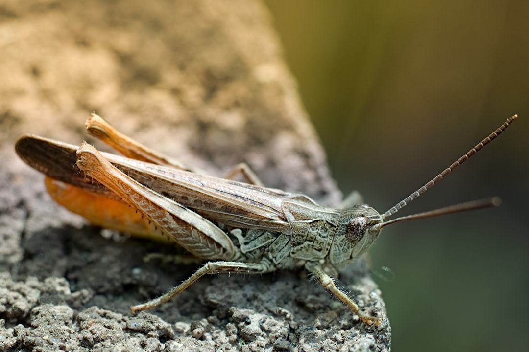 shallow focus photo of green grasshopper