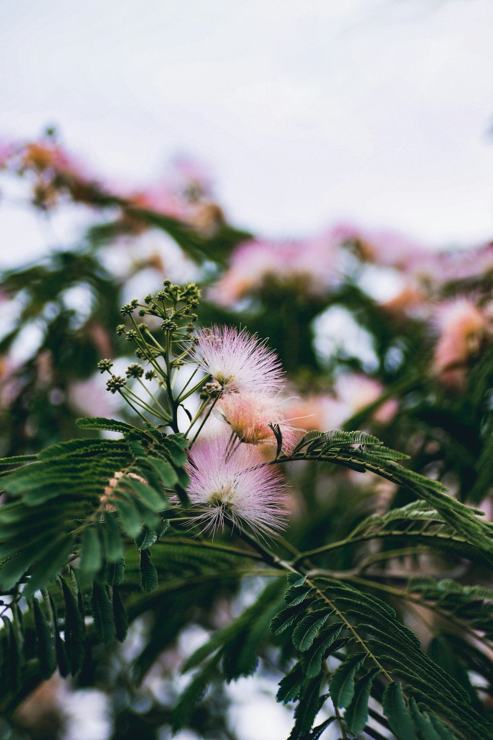 pink petaled flower plant