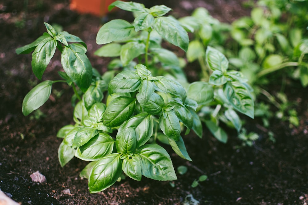 green-leaf plant