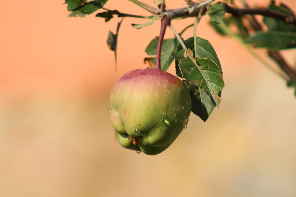 green fruit