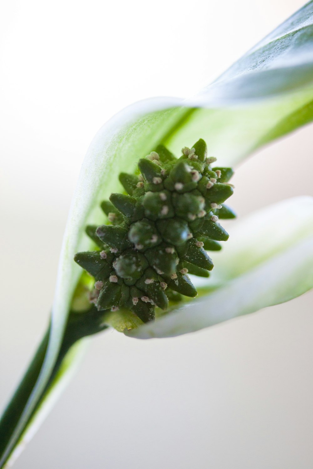 green plant close-up photography