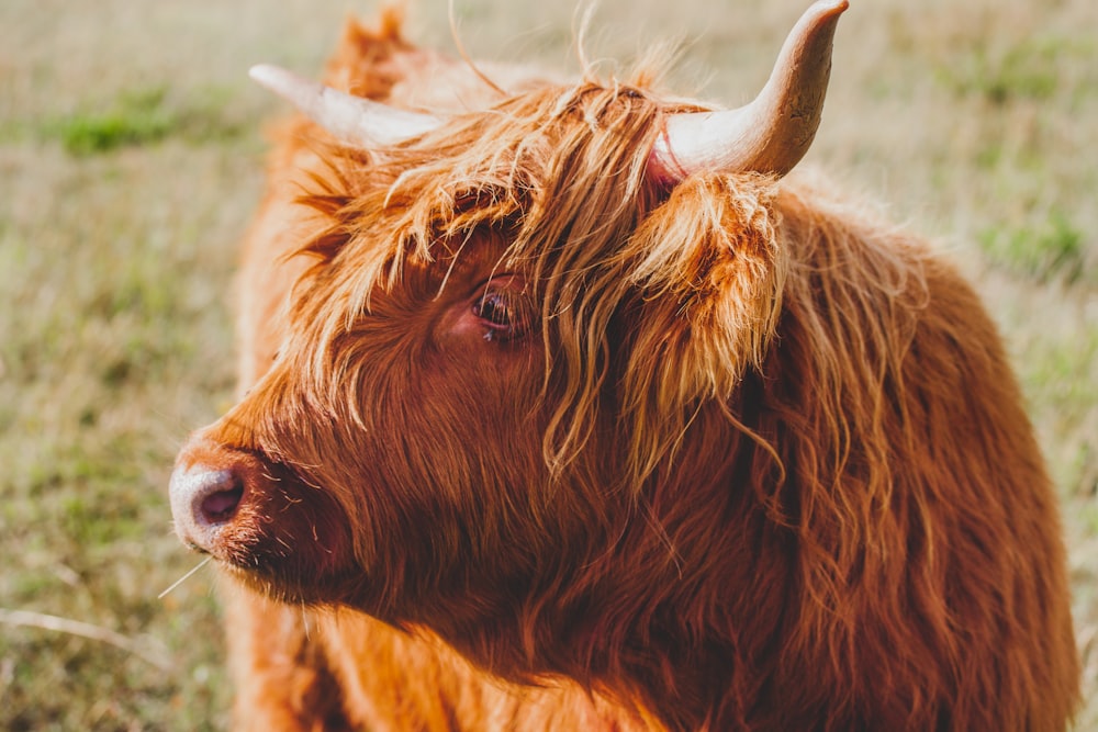 a brown cow with long hair standing in a field