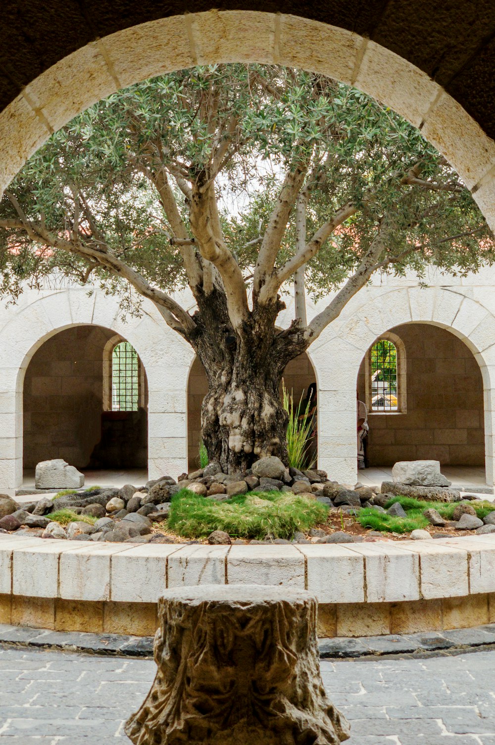 Fotografía selectiva de árboles negros y verdes durante el día