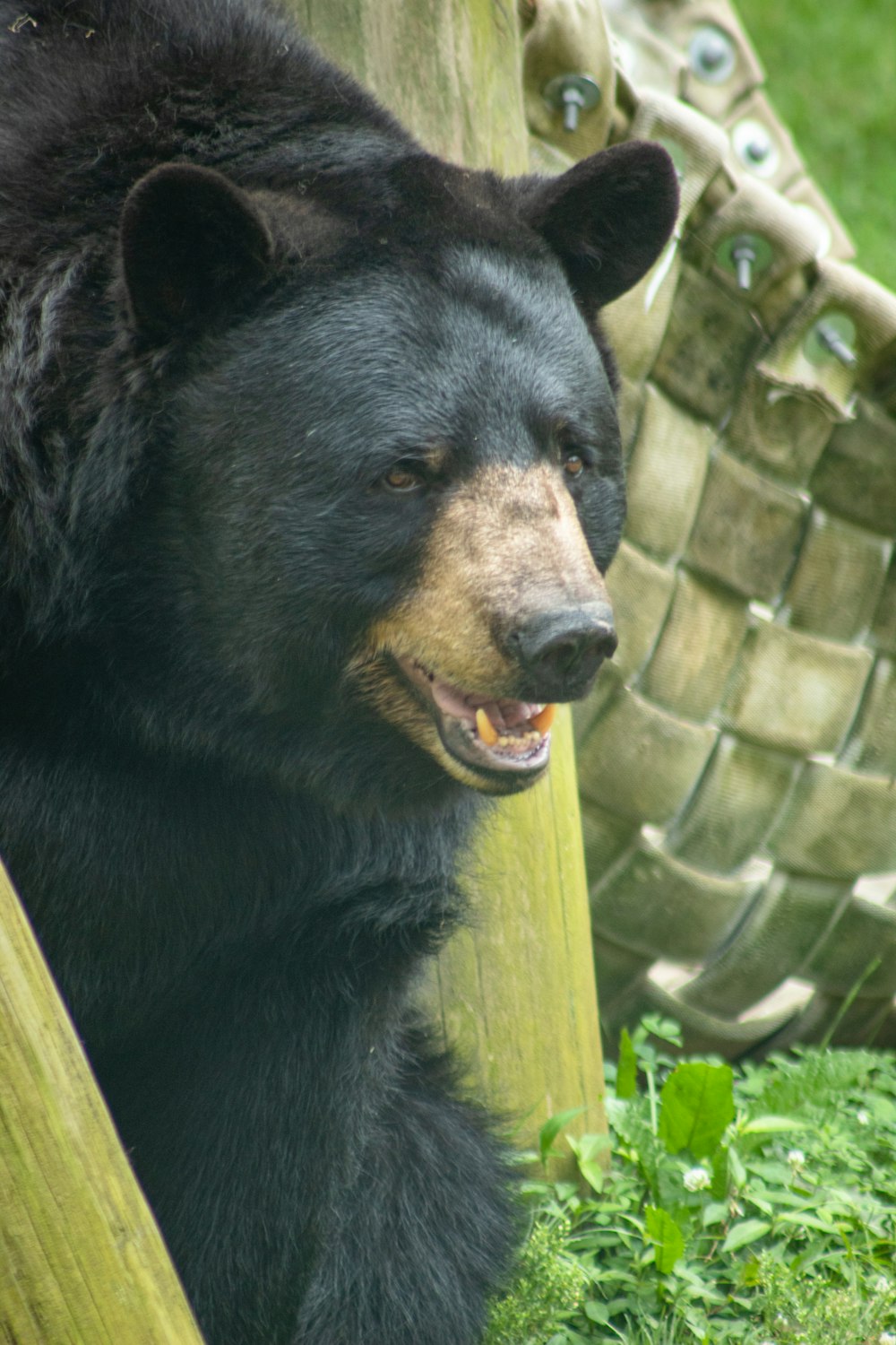 black and brown bear close-up photography