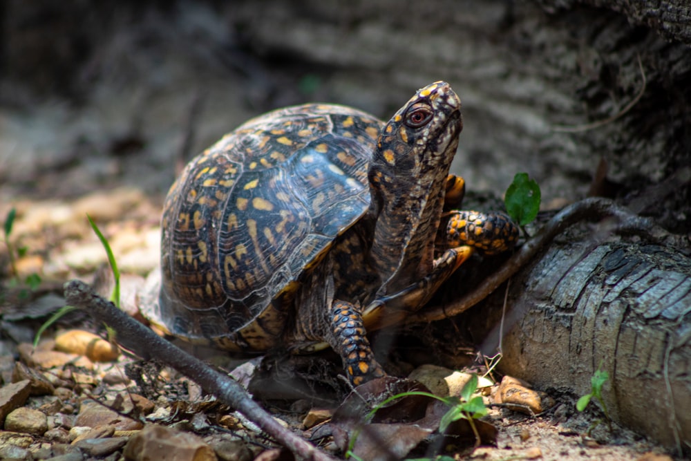 Selektive Fokusfotografie von schwarzen und braunen Schildkröten, die auf einem heruntergefallenen Ast laufen