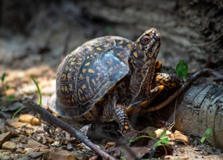 selective focus photography of black and brown turtle walking on fallen branch