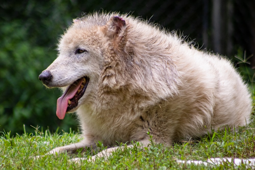 short-coated tan dog