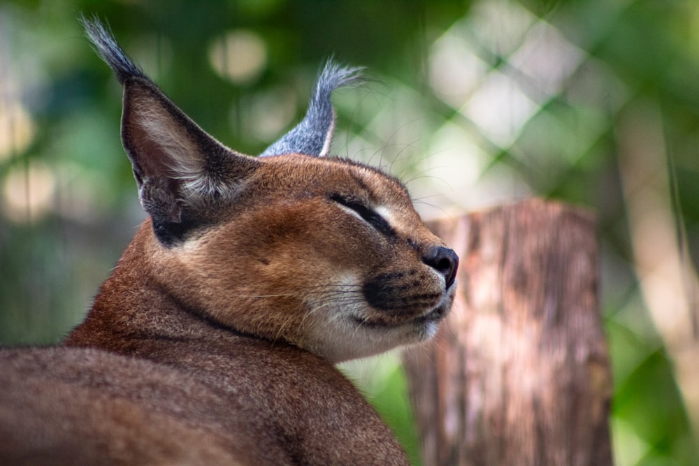 brown short coated cat close-up photography