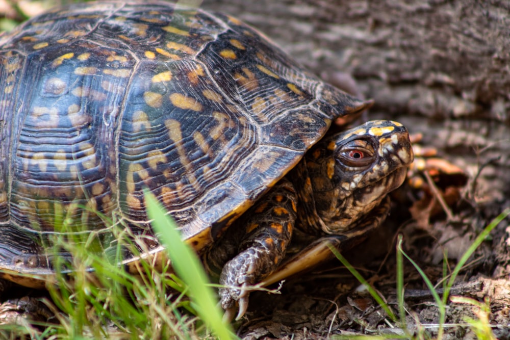 tortue marchant sur le sol