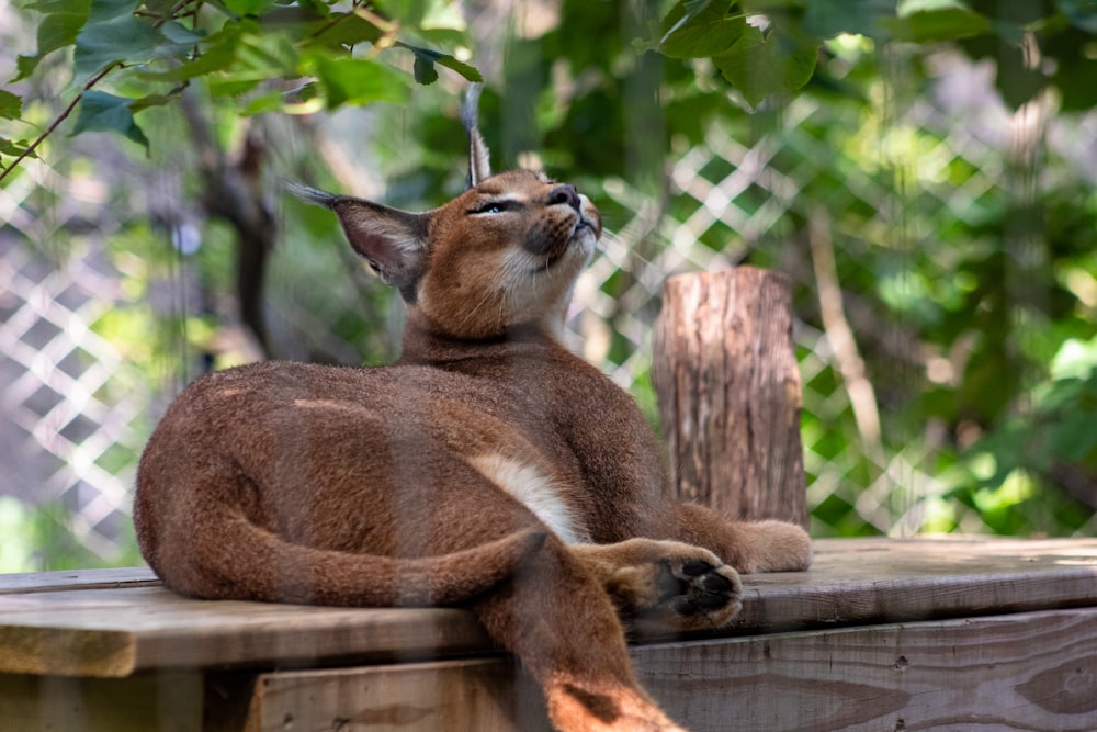 brown short-fur cat