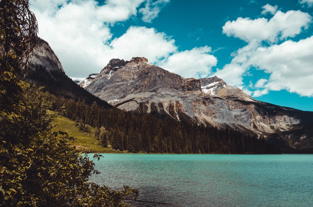 pine trees beside lake