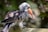 A bird with a prominent orange beak and speckled black and white feathers is perched on a wooden surface. Its head is turned slightly, showing off its detailed plumage against a blurred green natural background.