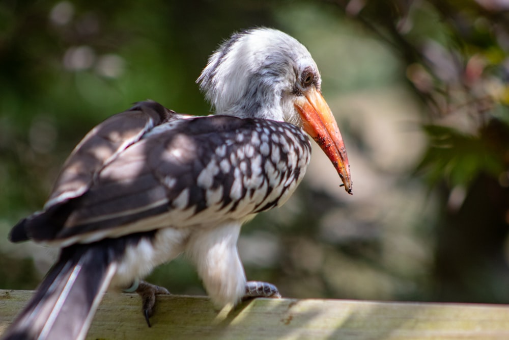 bokeh photography of black and white long-beaked bird