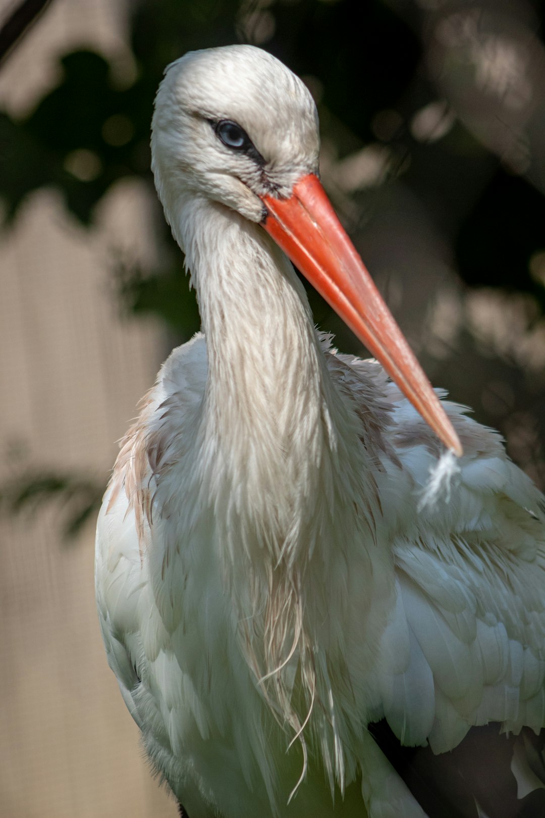  red beak white bird stork