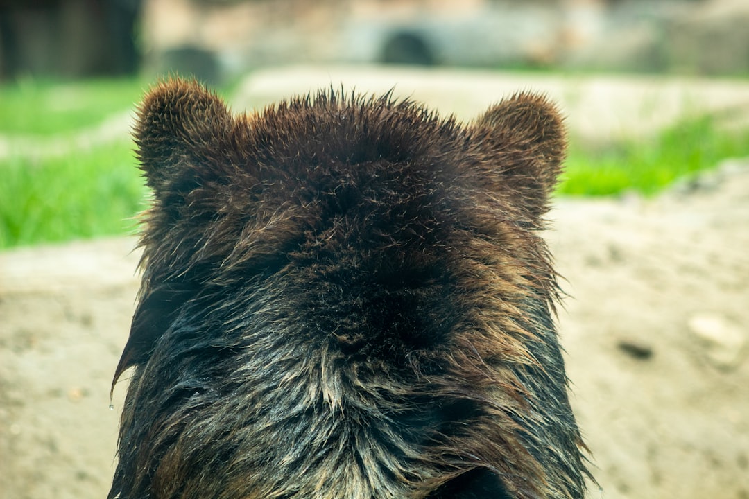 The back of a grizzly's head as he goes for a swim.