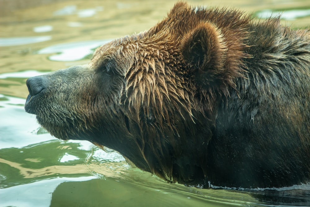 brown bear on body of water