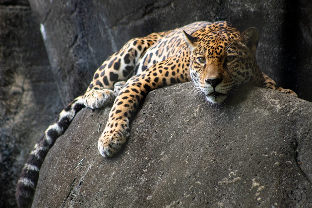 adult tiger lying on gray rock