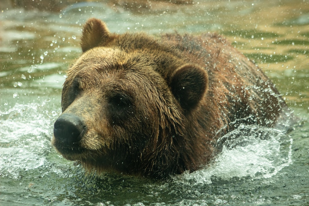 Fotografia de close-up do urso marrom