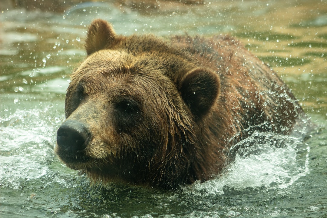 A grizzly bear shaking off the water while going for a swim.