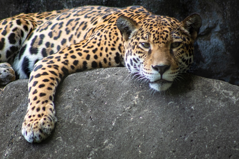 leopardo sdraiato su roccia nera