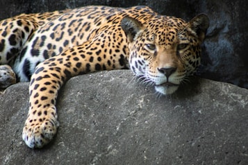 A leopard rests on a large rock, with its head and one paw draped over the edge. The animal's coat is covered in distinctive rosettes, and its gaze is directed towards the viewer. The background is dark, highlighting the leopard's golden fur and sharp features.