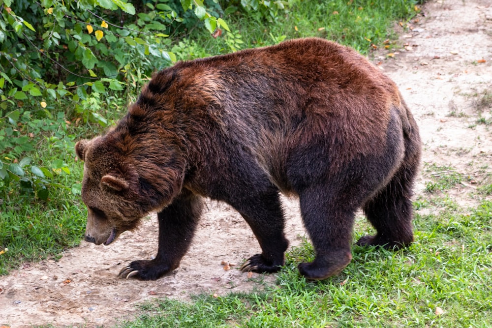 brown bear in a road during daytime