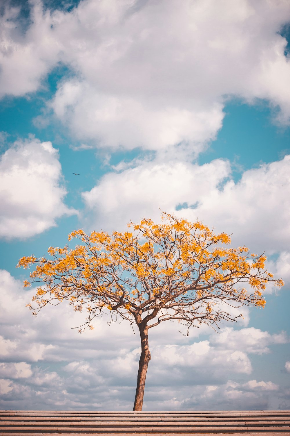 yellow-leafed tree under clouds