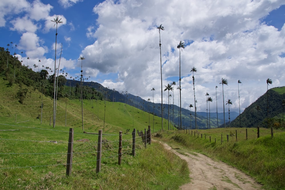 grassy hill during daytime