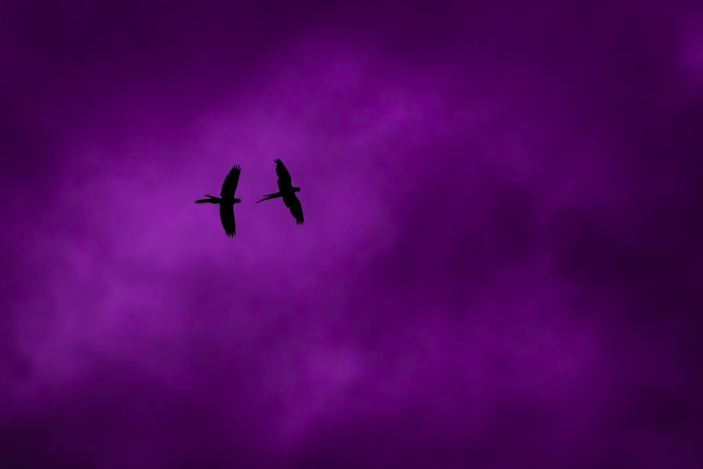 a couple of birds flying through a cloudy sky