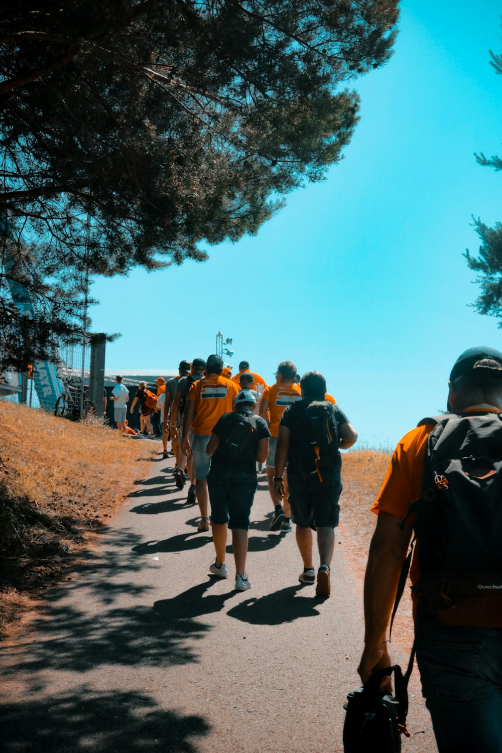 people on road near trees