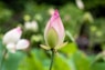 pink flower