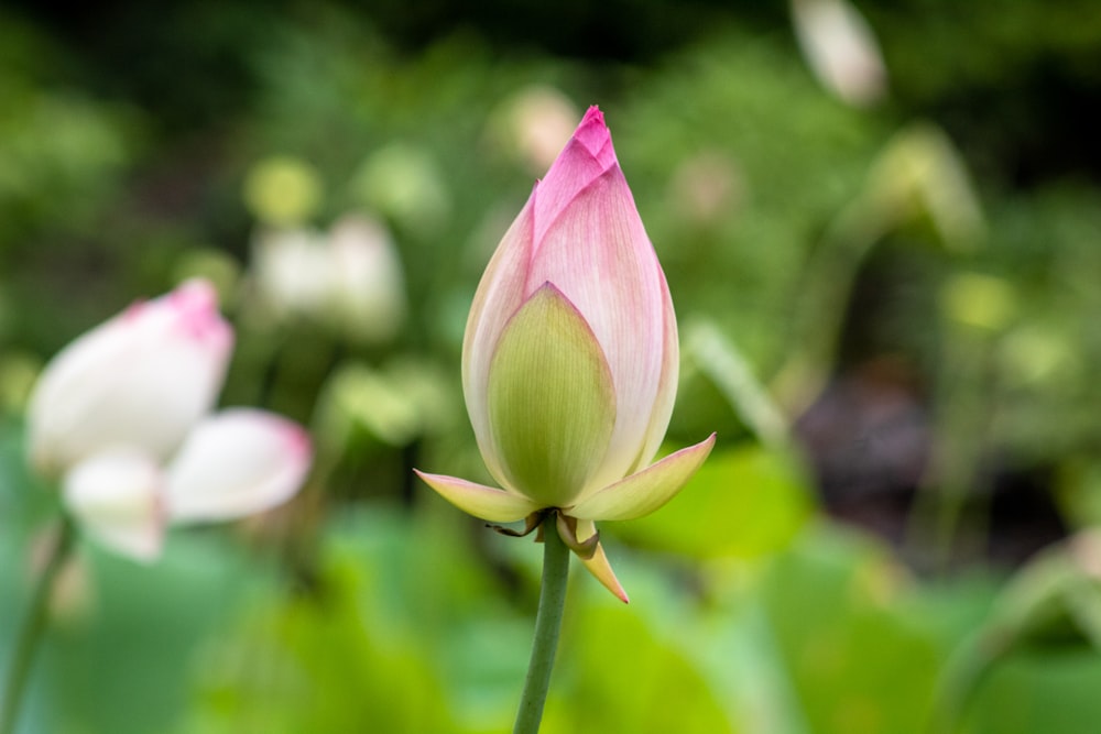 ピンクの花