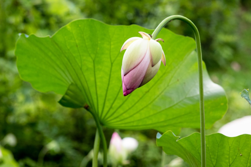 planta de flor de pétala rosa