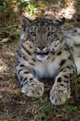 A snow leopard is lying on the ground amidst natural surroundings with leaves and grass. The animal has a thick, spotted fur coat and piercing eyes, giving it a strong and majestic appearance.