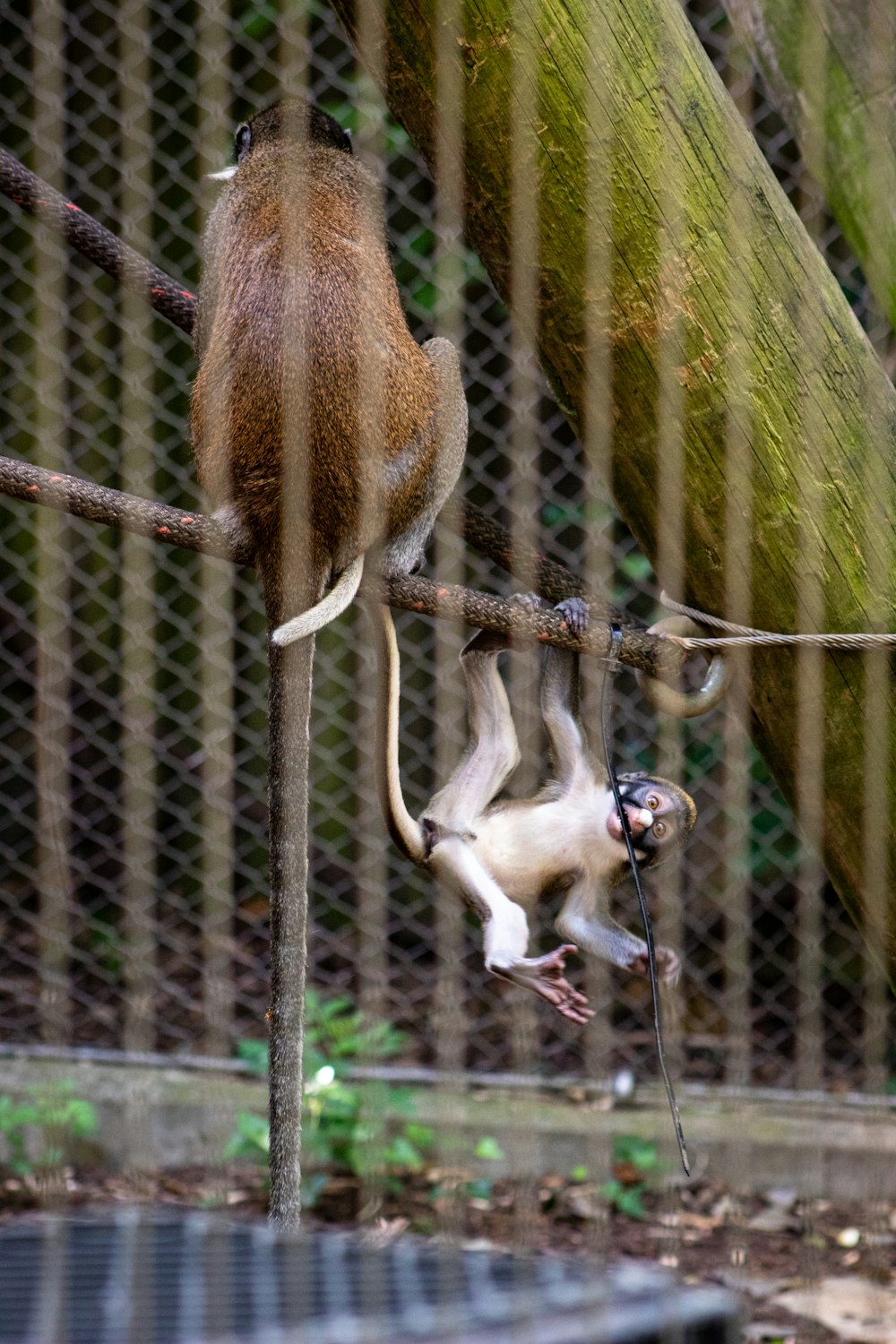 two brown and gray primates