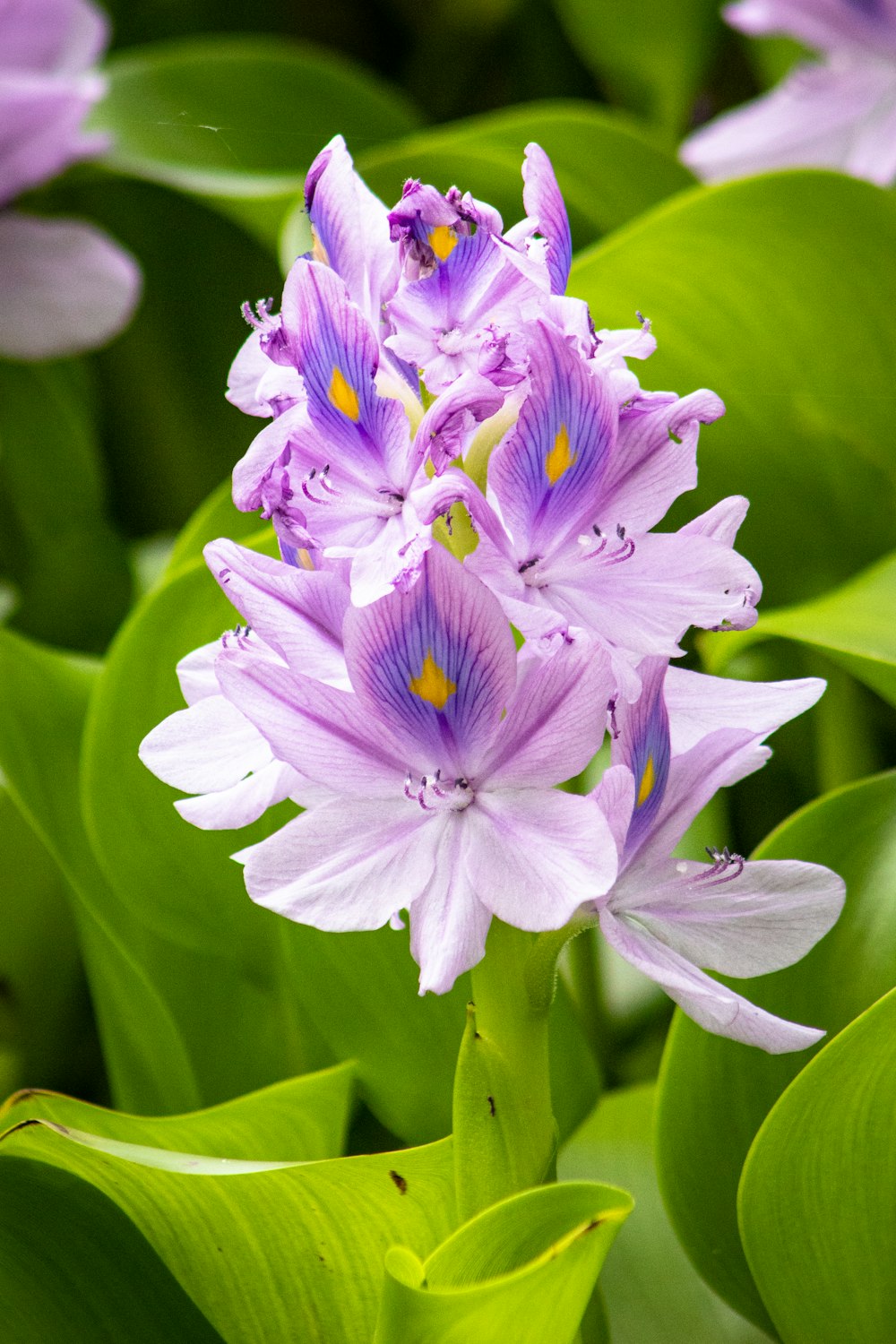 紫色の花びらの花の植物
