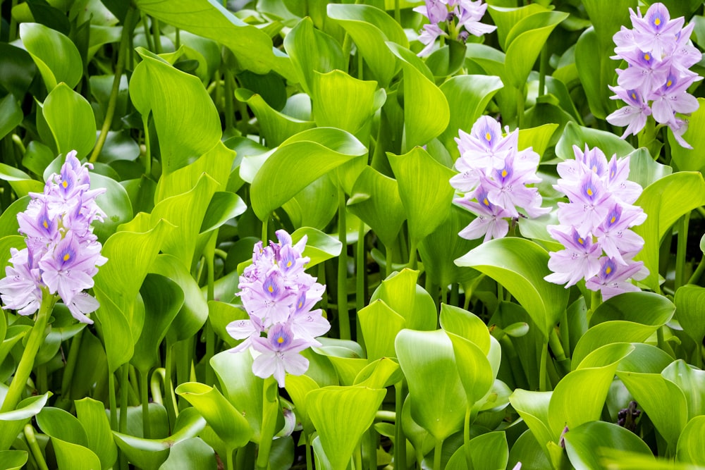 紫色の花びらの花