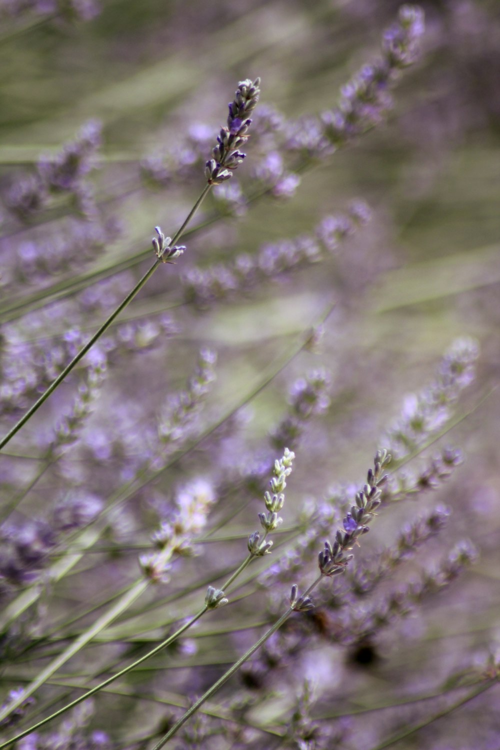 close-up photo of purple flowers