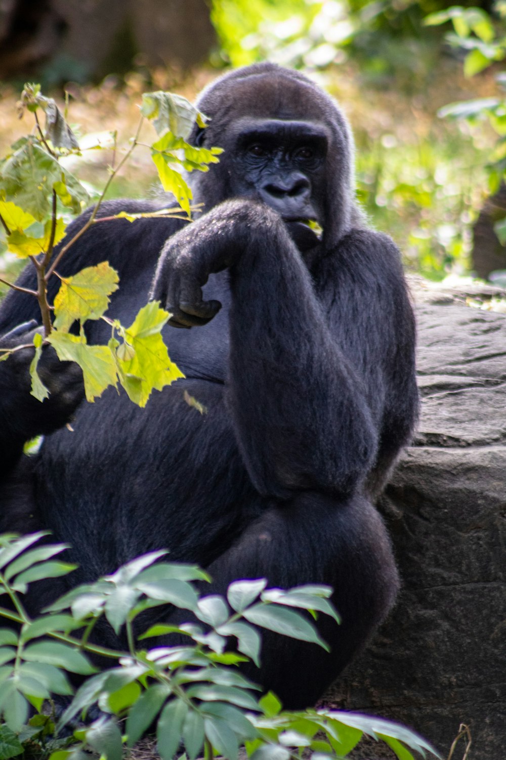 gorilla eating leaf